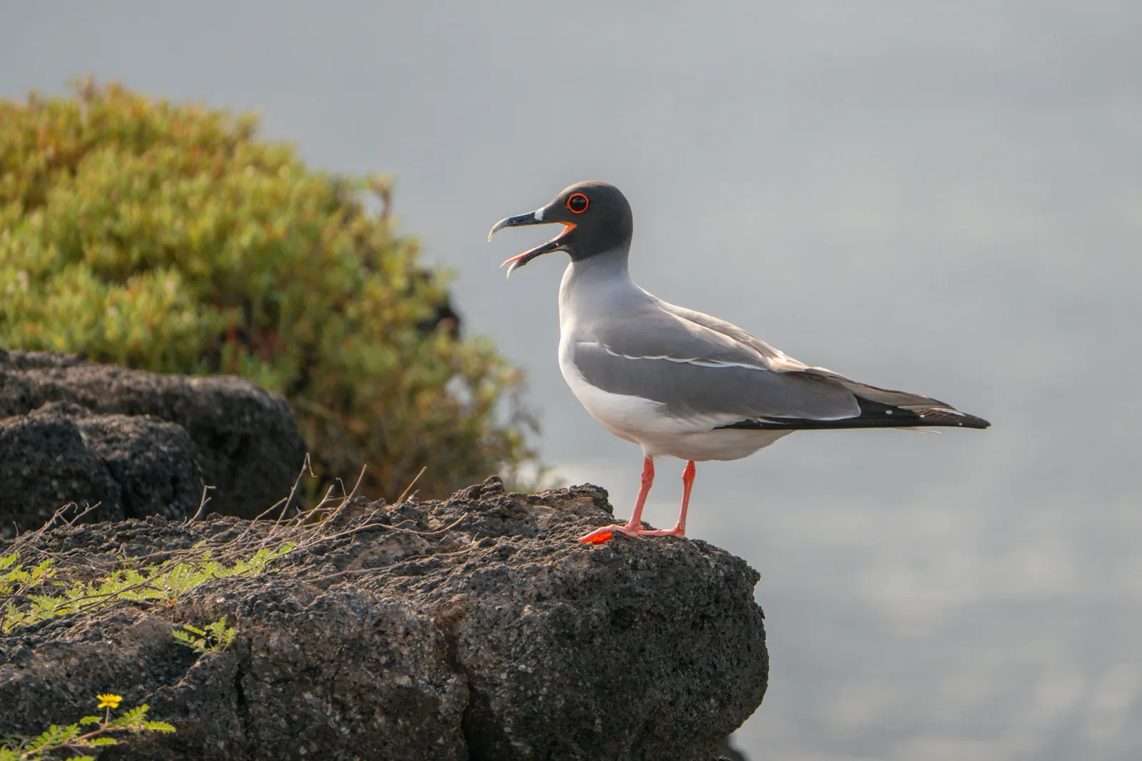 Galapagos seabird on volcanic rocks