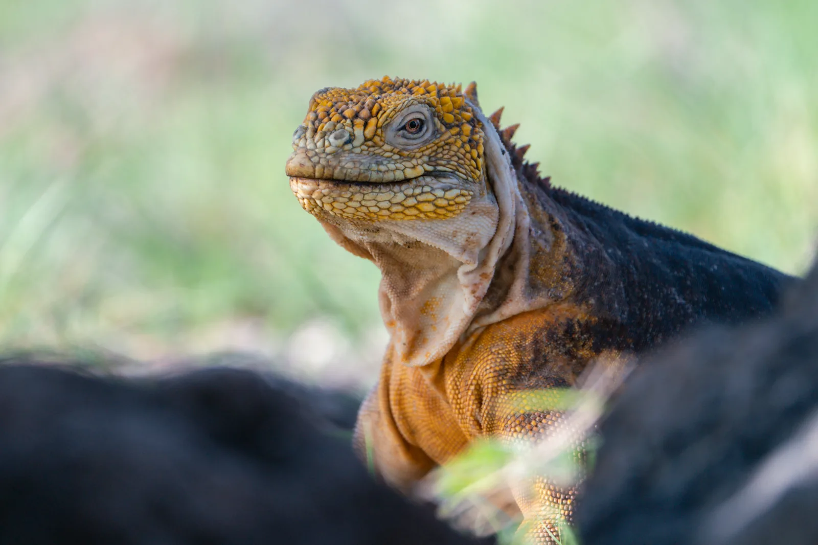Galapagos land iguana among vegetation