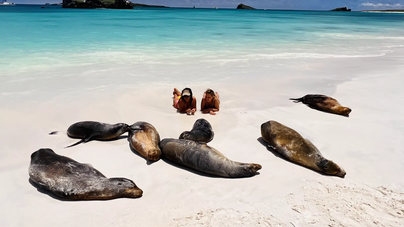 Sea lions resting on a Galapagos beach