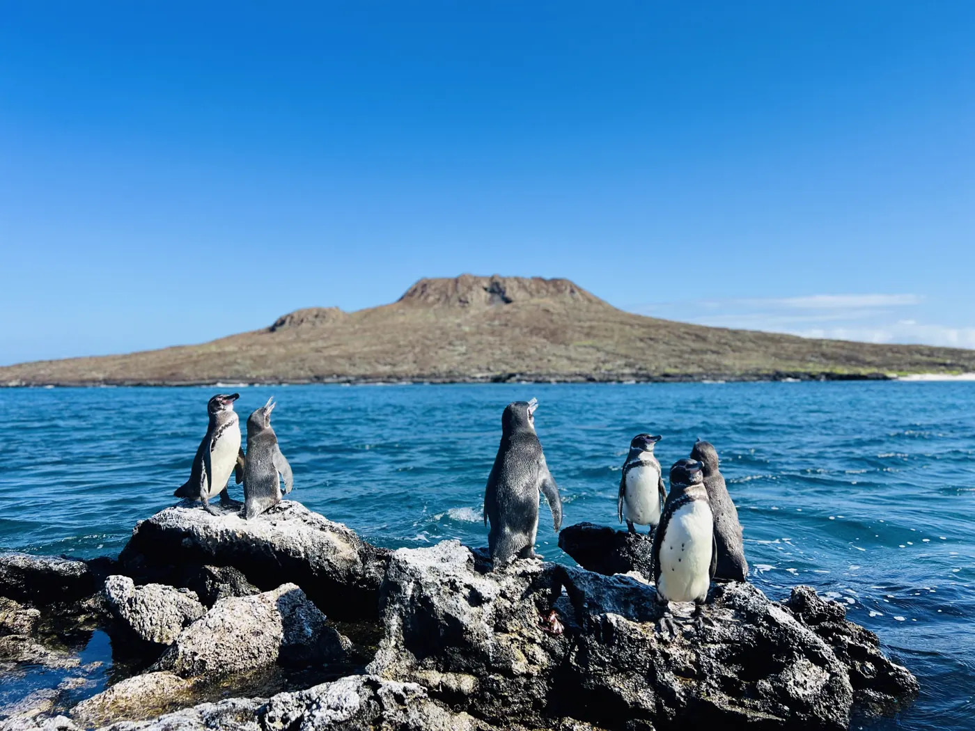 Galapagos penguins on rocks by the sea