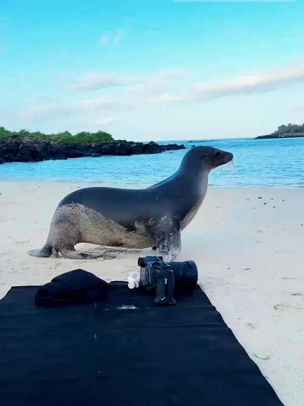Wildlife sea lion